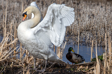 The mute swan is a very large white waterbird. It has a long S-shaped neck and an orange bill with a black base and a black knob. It flies with its neck extended and regular, slow wingbeats. 