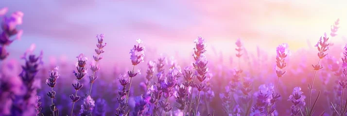 Zelfklevend Fotobehang Lavender field © Guizal