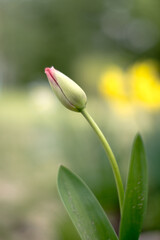 Tulipan ogrodowy - obrazy, fototapety, plakaty