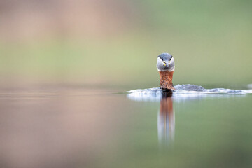 red-necked grebe water birds