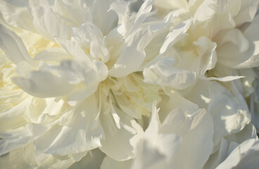 White peony petals. Close-up.