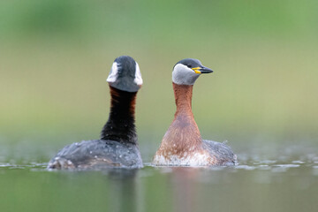 red-necked grebe water birds