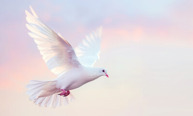 Obraz premium a white dove of peace flies against the background of a gentle pastel sky. Symbol of peace and pacifism