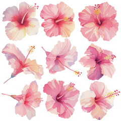  Watercolor pink hibiscus clipart for graphic