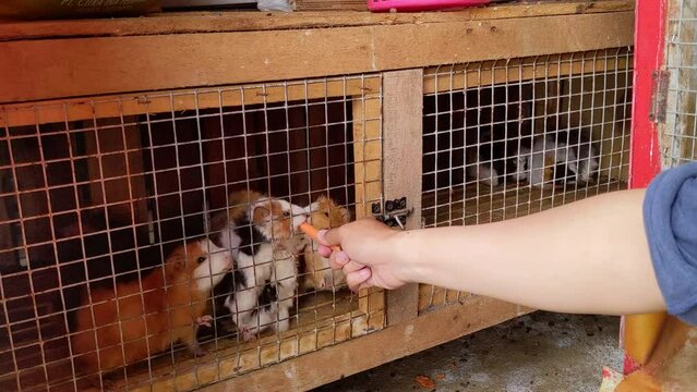 Feeding guinea pig Cavia porcellus on the farm cage. The footage is suitable to use for animal farm daily life and animal zoo content media.