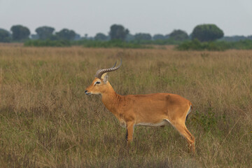 Naklejka premium Ugandan kob in Queen Elisabeth national park, 