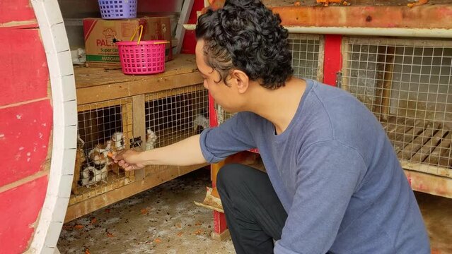 Man feeding pig Cavia porcellus on the farm cage.  The footage is suitable to use for animal farm daily life and animal zoo content media.