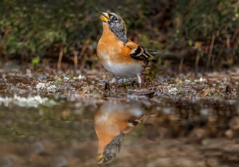 Brambling, male, in a pool of water in the forest looking for food in the winter close up in Scotland, uk