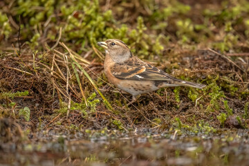 Brambling, female, perched onthe floor in the forest, looking for food in the winter close up in Scotland, uk