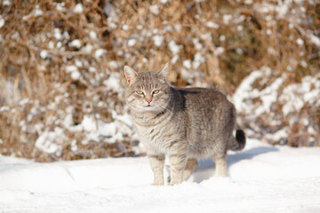 tabby gray cat walking on winter nature, standing in snow on background of bush