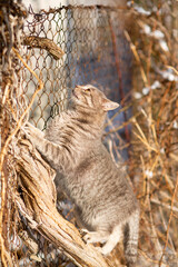 funny striped cat climbing a branch on a fence, pet walking outdoors on nature