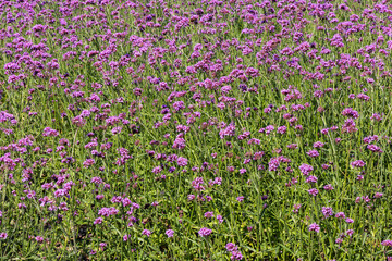 field of flowers