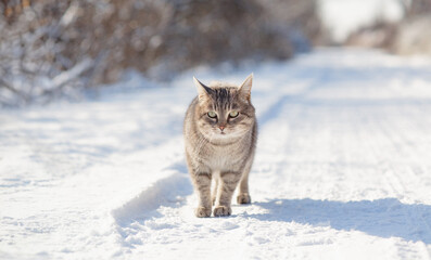 cat standing on rural road covered with snow, careful pet walking on winter nature
