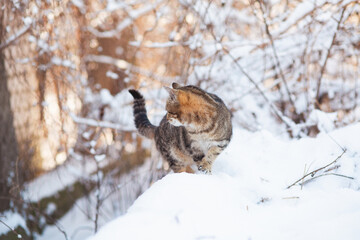 funny tabby cat sitting on fence covered with snow, pet walking outdoors on winter nature