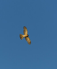 Eurasian sparrowhawk (Accipiter nisus) flying in the blue sky in summer.