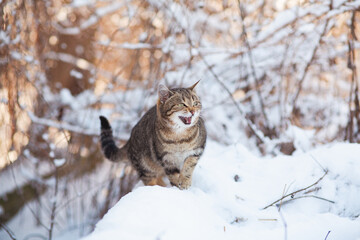 funny tabby cat sitting on fence covered with snow and meows, pet walking outdoors on winter nature