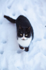 portrait of black and white cat looking up outdoors, pet on background of snow with paw prints