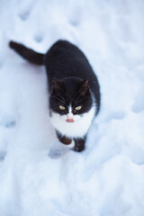 portrait of black and white cat looking up and licking outdoors, pet on background of snow with paw prints