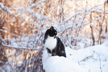 cute cat sitting on fence covered with snow, pet walking outdoors on winter nature,rural scene