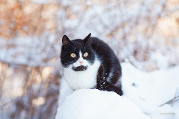 winter portrait of cat with funny coloring walking outdoors, pet on background of snowy nature
