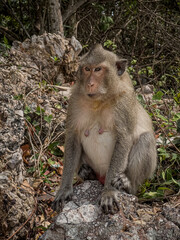 monkey macaque sitting on a beach