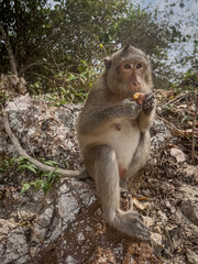 monkey macaque sitting on a beach