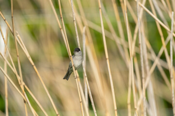 blackcap, male perched on reeds in the uk in spring