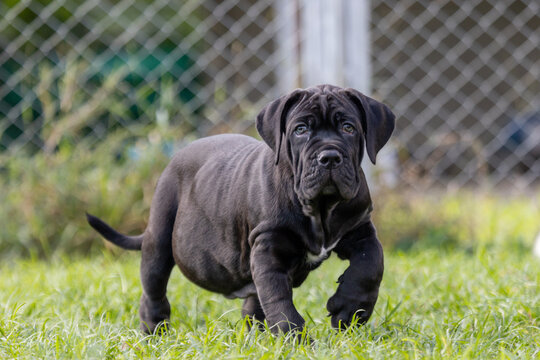 selective focus cute little black dogs Bandogs puppies Neapolitan Mastiff in perfect shape in the front yard large mixed breed dog but cute personality