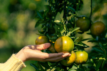 Selective focus Fresh tangerines on an orange tree in the hands of a young woman in an orange...