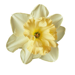 Fototapeta na wymiar Yellow and white flower in bloom