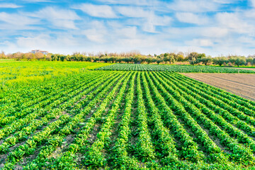 beautiful farmland landscape with green rows of plants and vegetables on a spring or summer farm...