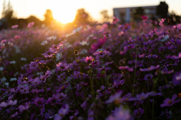 Selective focus purple-pink cosmos flowers in a flower garden on a sunset evening It feels lonely and sad when there is room for text. - Powered by Adobe