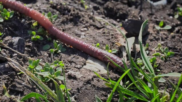 Large beautiful earthworm crawls on black ground close-up. Earthworm is crawling along ground. Creeps up to green grass. Large beautiful earthworm crawls on black ground close-up. Earthworms in soil.