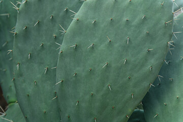 abstract floral background of cactus texture close up shallow depth of field