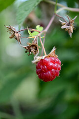 Raspberry