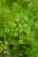 Ladybug on inflorescence - obrazy, fototapety, plakaty