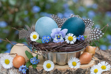Oster-Arrangement mit blau gefärbten Ostereiern und Frühlingsblumen