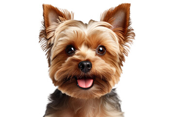 Smiling Pup: A Playful Brown Dog Sticking Out Its Tongue. White or PNG Transparent Background. - obrazy, fototapety, plakaty