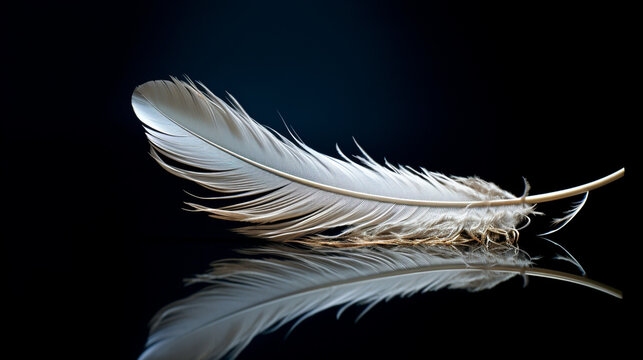 A singular feather, artfully posed on a reflective surface.