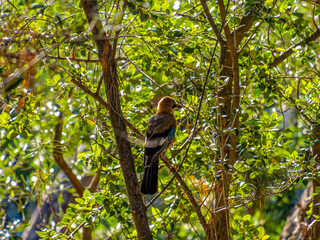 A Eurasian Jay enjoying the sun among the green foliage. Another sunny early summer day in Earth paradise. . - 778115618