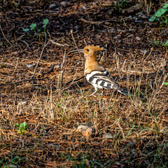 A young Eurasian Hoopoe with its precious, tiny prey, looking curiously at the passing by photographer... - 778115625