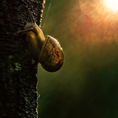 A snail explores the wet bark of the tree after the rain, enjoying the morning sun. Slow and steady wins the race. - 778115885