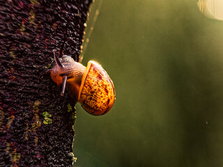 A snail explores the wet bark of the tree after the rain, enjoying the morning sun. Slow and steady wins the race. - 778115892