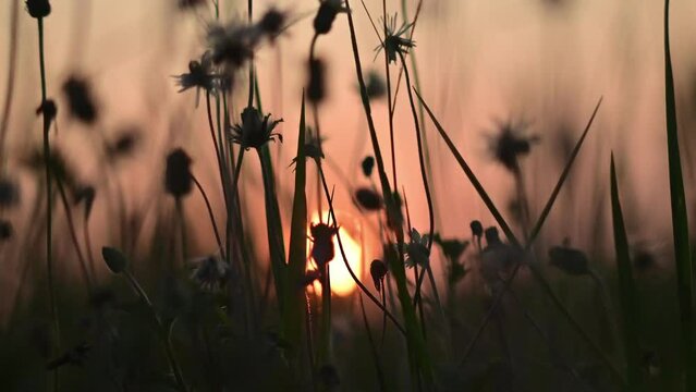 The wind blows the grass and flowers back and forth, with the setting sun in the background.
