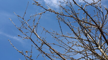 Tree branches with buds on the verge of blossoming. Springtime.