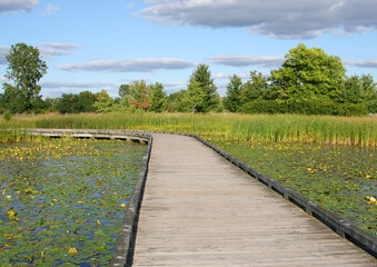 Public Park with Lake, Boardwalk, Trees ,Plants and Beautiful Sky  in Carmel, IN, USA