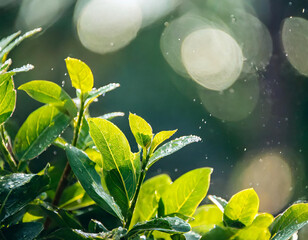 Fototapeta na wymiar Image background of plants and bokeh like rain drops