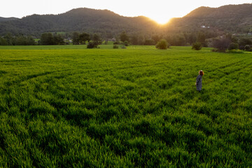 Fototapeta premium Done aerial view of a woman walking in the green meadow field enjoying sunset
