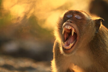 Male monkey yawning with its mouth in Asia tropical forest 