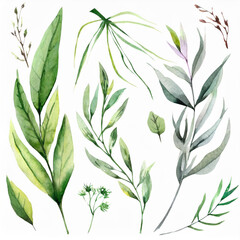 Wild field herbs plants. Watercolor individual isolated elements set - illustration with green leaves and branches. Wedding stationery, wallpapers, fashion, backgrounds, textures.